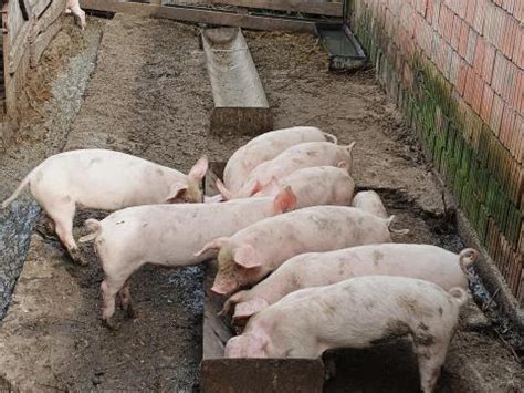 malacok eladók zala megyében|Gazda mezőgazdasági eladó malac